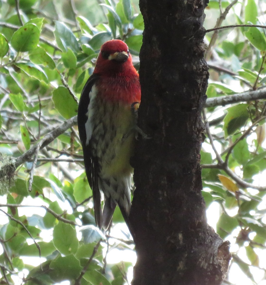 Red-breasted Sapsucker (ruber) - ML611684317