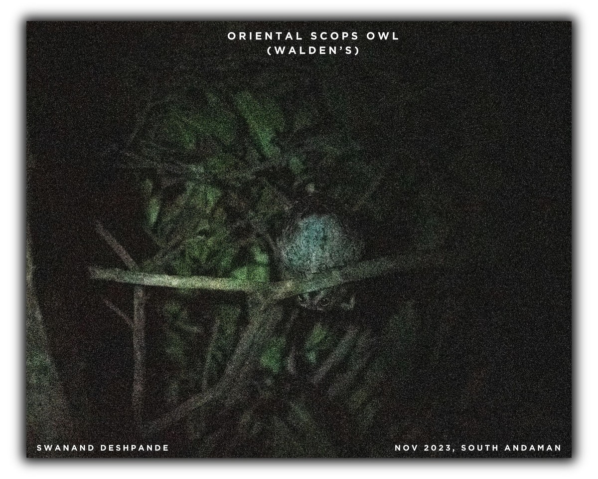 Oriental Scops-Owl (Walden's) - Swanand Deshpande