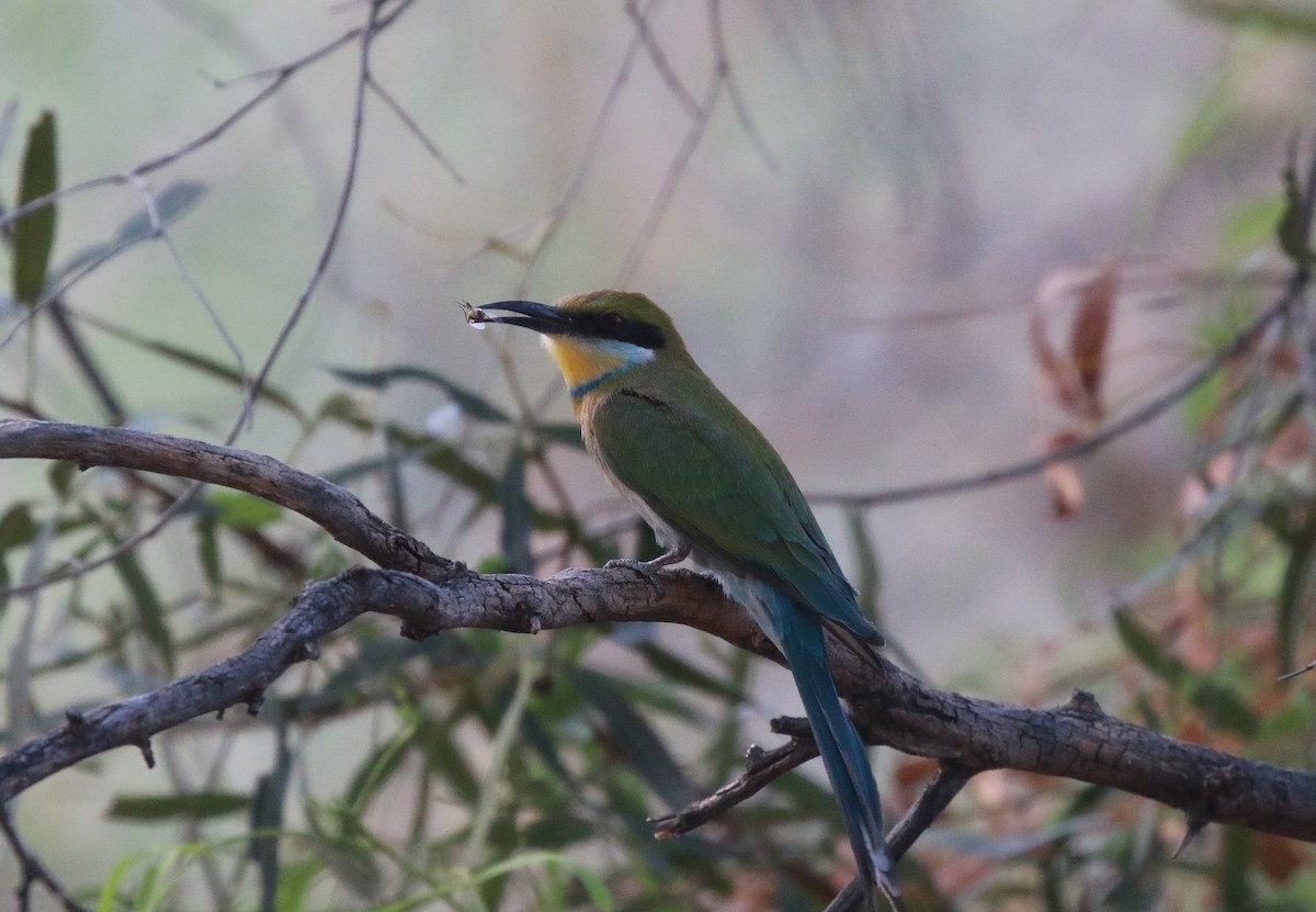 Swallow-tailed Bee-eater - ML611684431