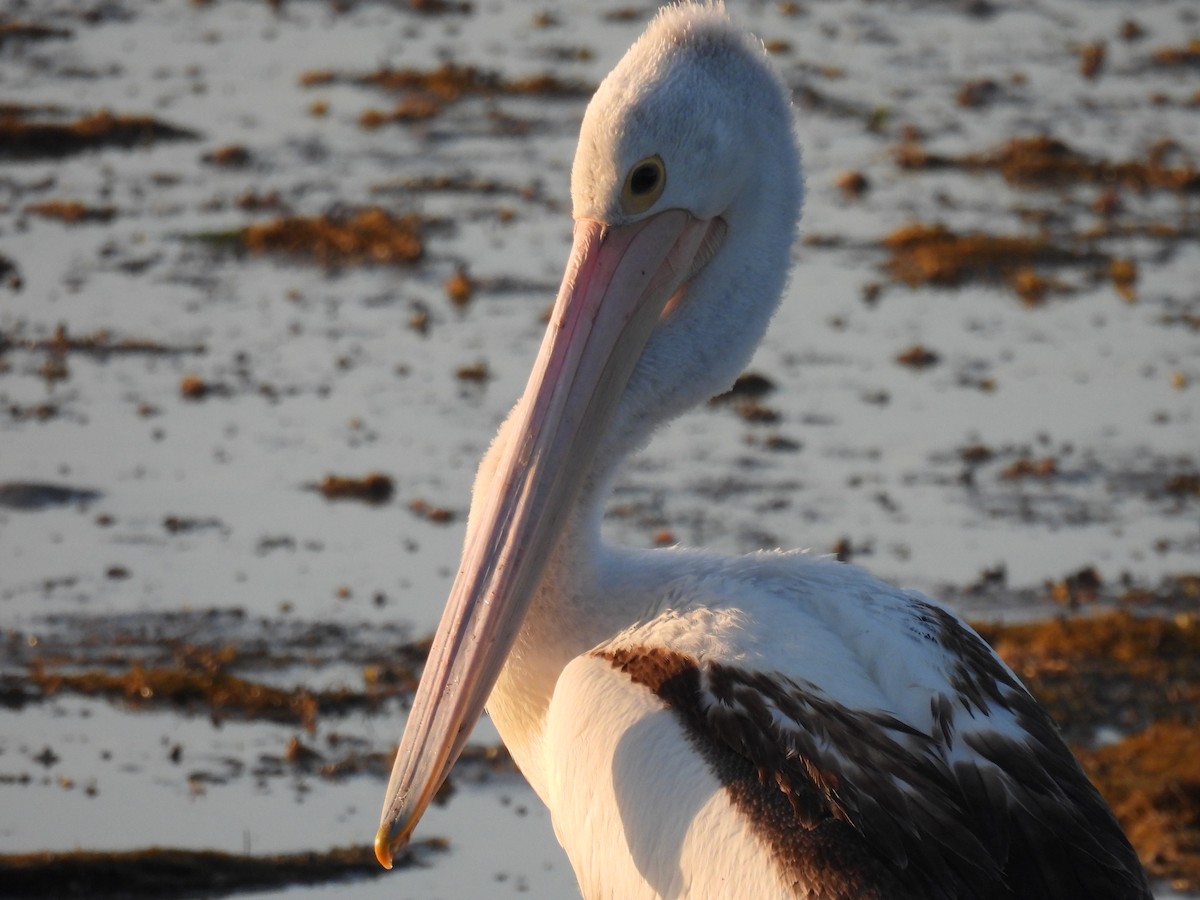 Australian Pelican - Helen Erskine-Behr