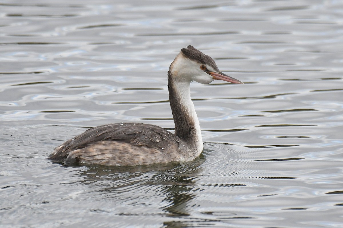Great Crested Grebe - ML611684952