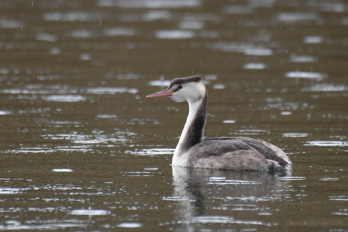 Great Crested Grebe - ML611684953