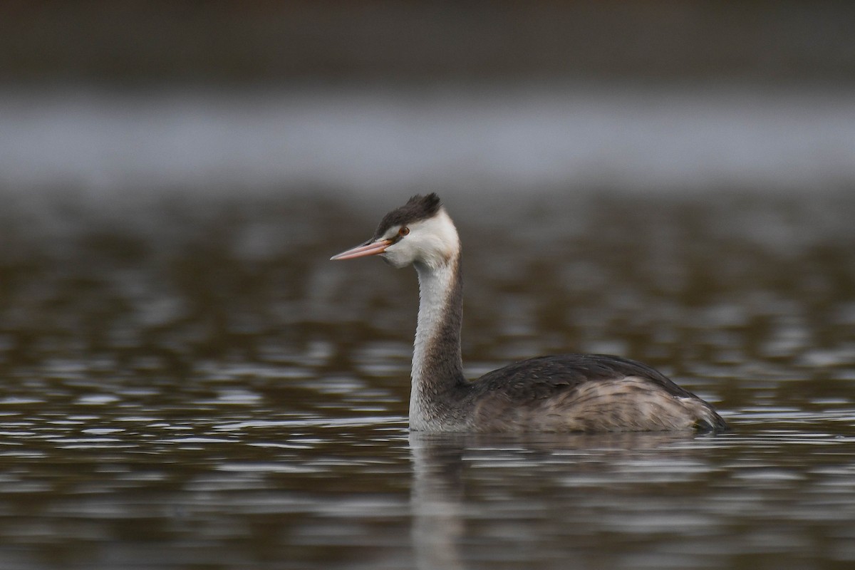 Great Crested Grebe - ML611684954
