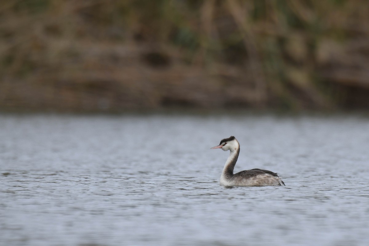 Great Crested Grebe - ML611684955