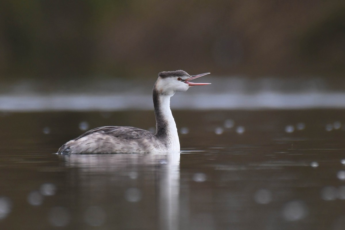 Great Crested Grebe - ML611684957