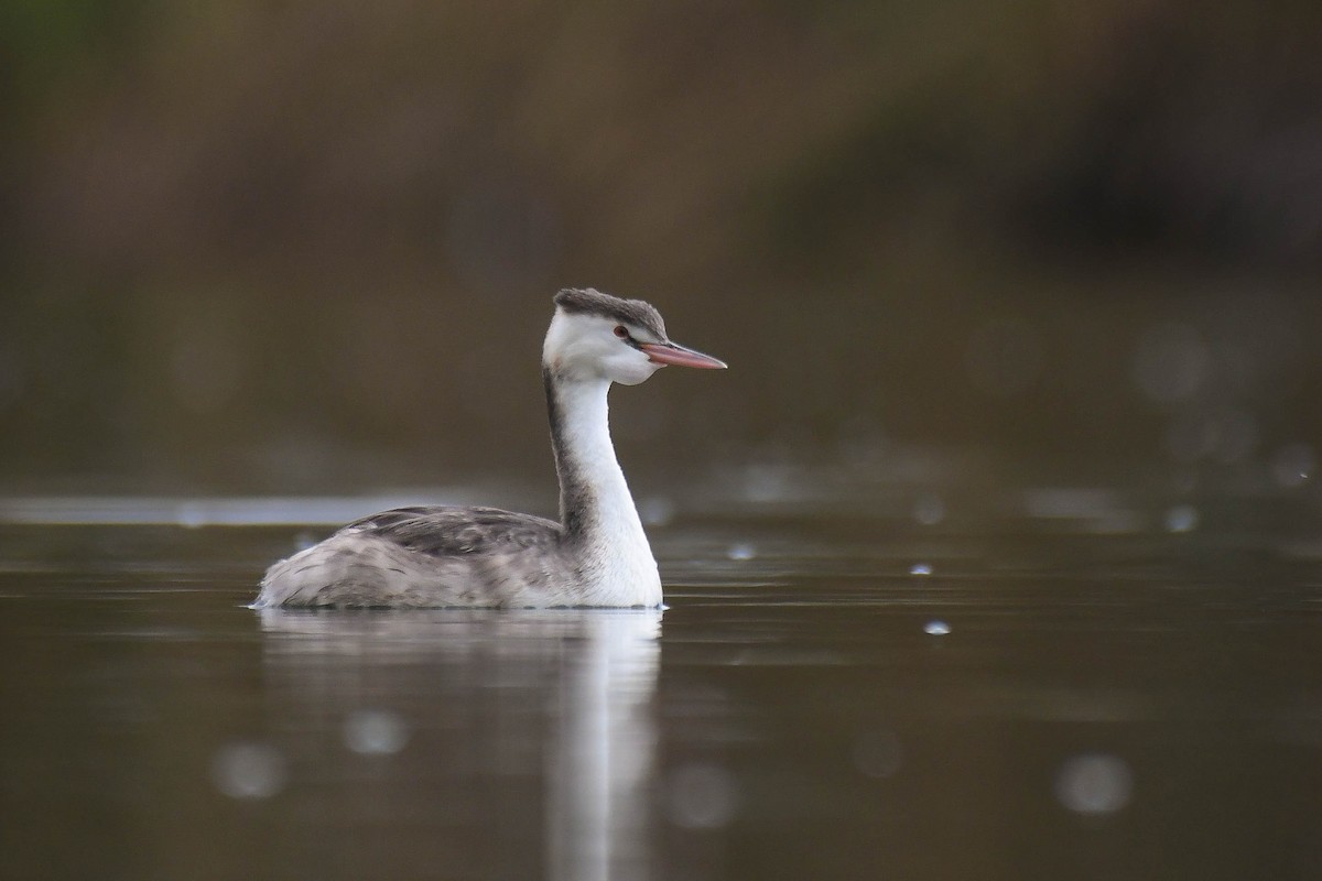 Great Crested Grebe - ML611684958