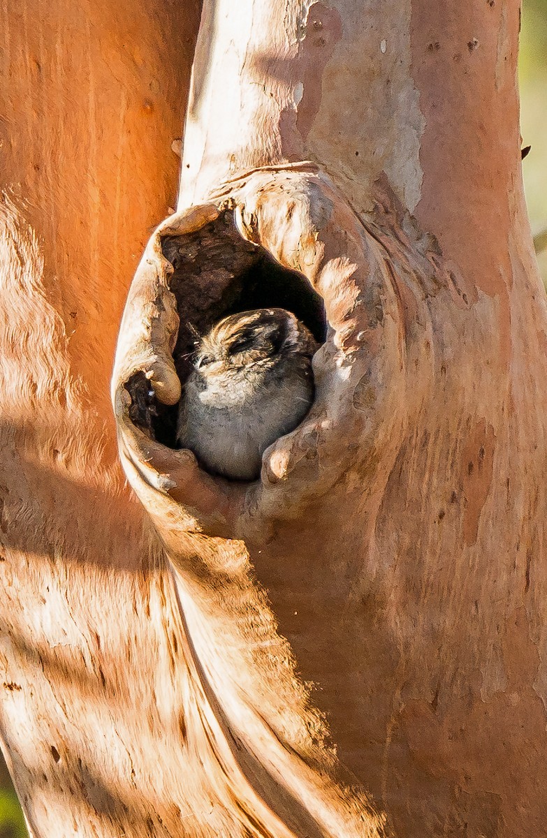 Australian Owlet-nightjar - ML611684969