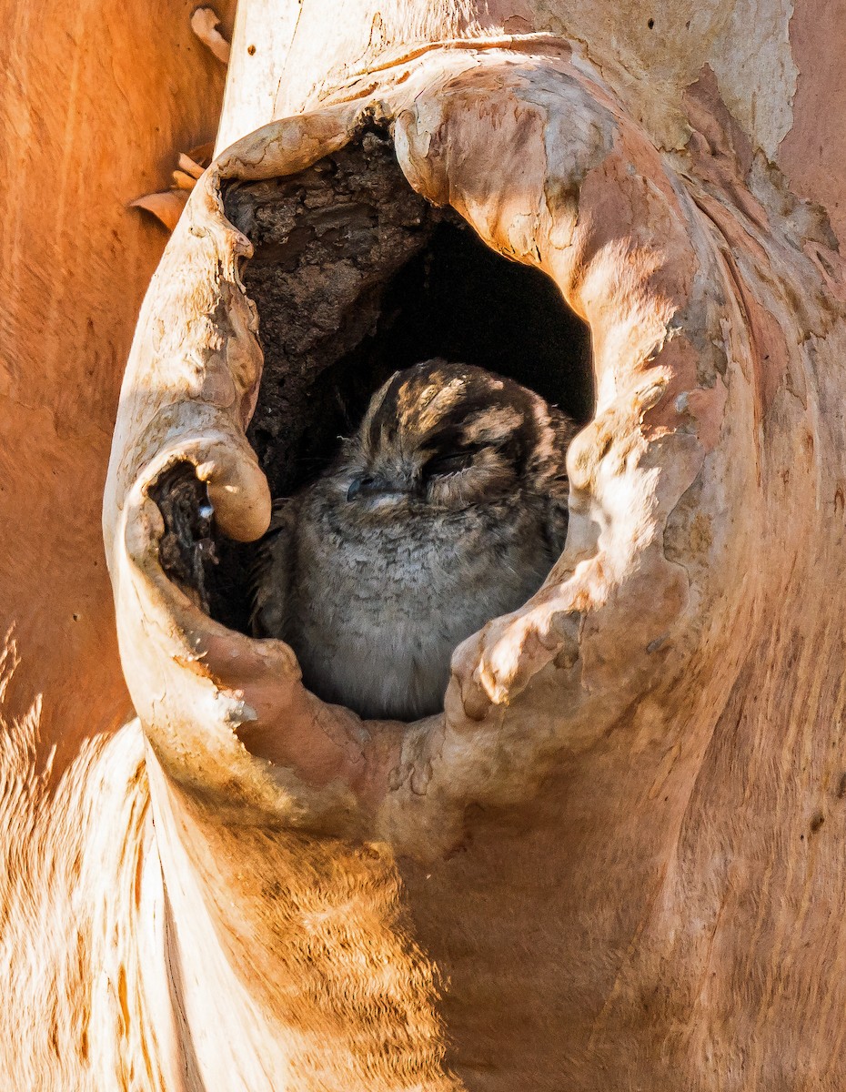 Australian Owlet-nightjar - ML611684970