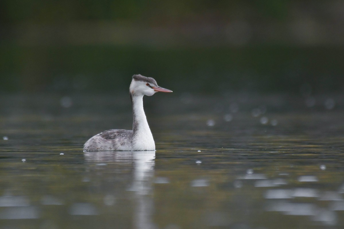 Great Crested Grebe - ML611685007