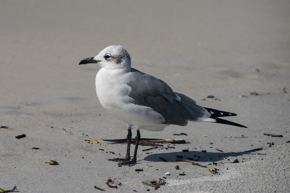 Laughing Gull - ML611685112