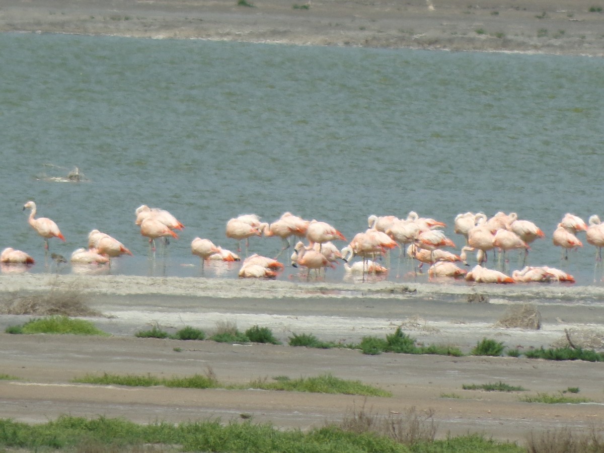 Şili Flamingosu - ML611685223