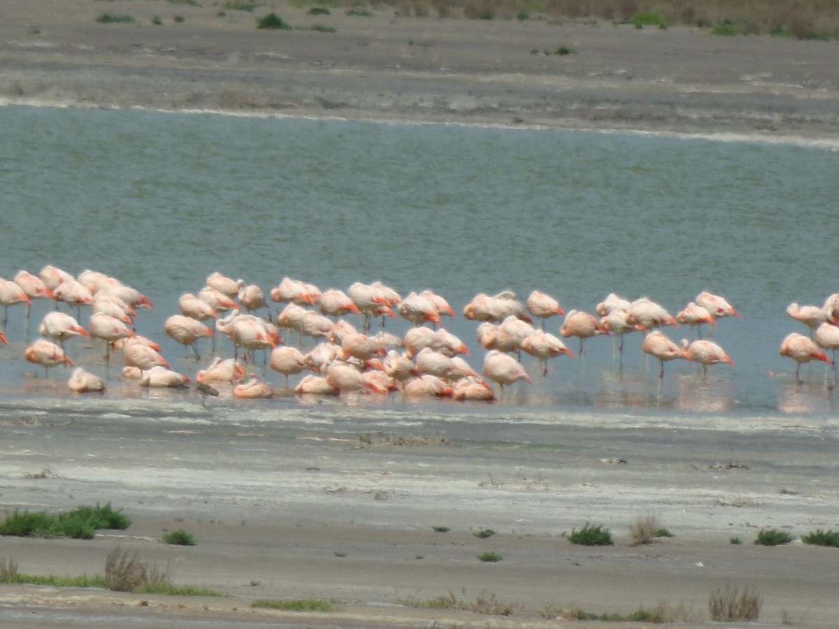 Chilean Flamingo - ML611685224