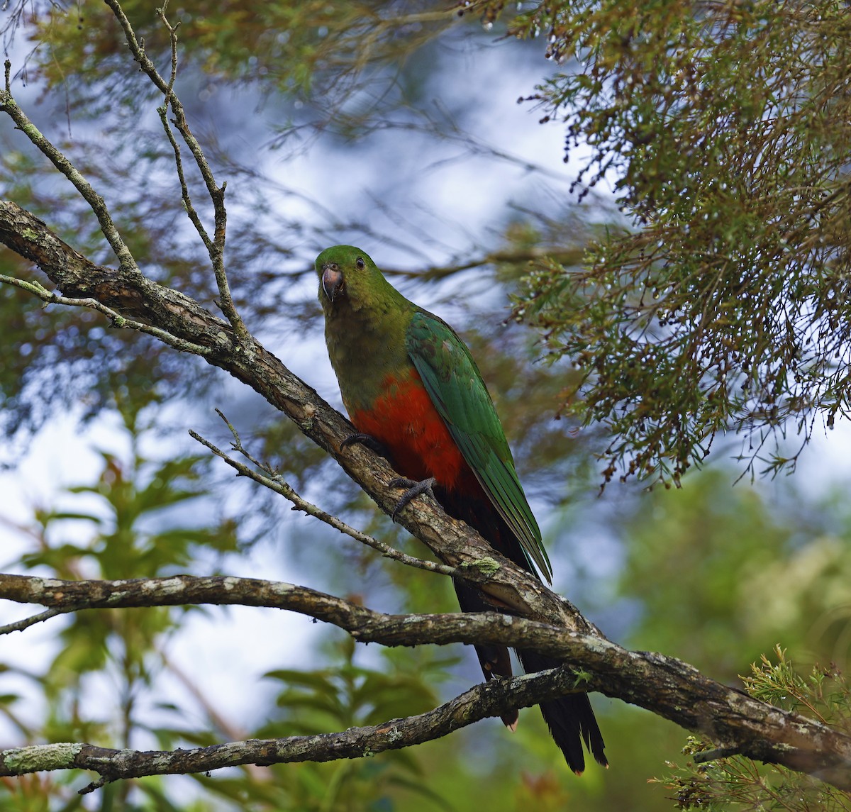 Australian King-Parrot - ML611685270