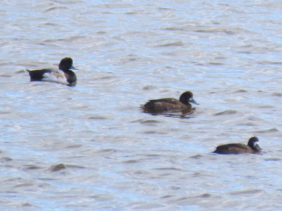Greater Scaup - ML611685442