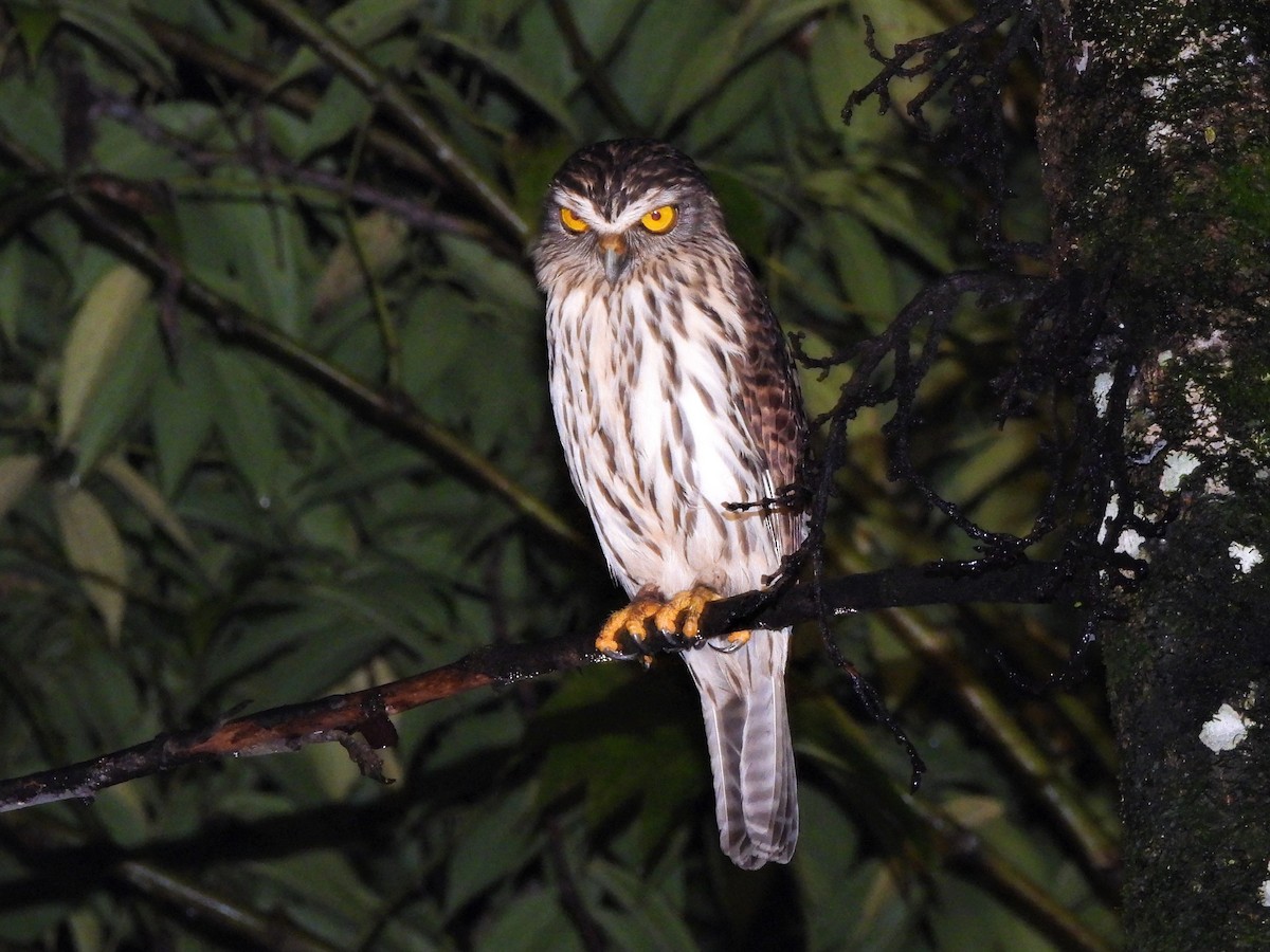 Papuan Owl - ML611685598