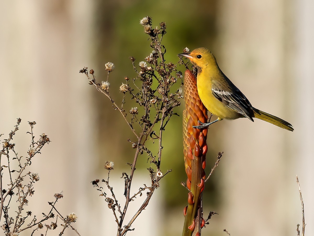 Orchard Oriole - ML611685709
