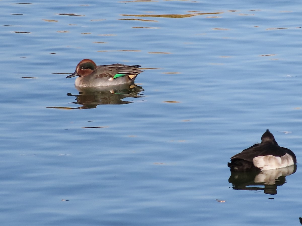 Green-winged Teal - ML611685798