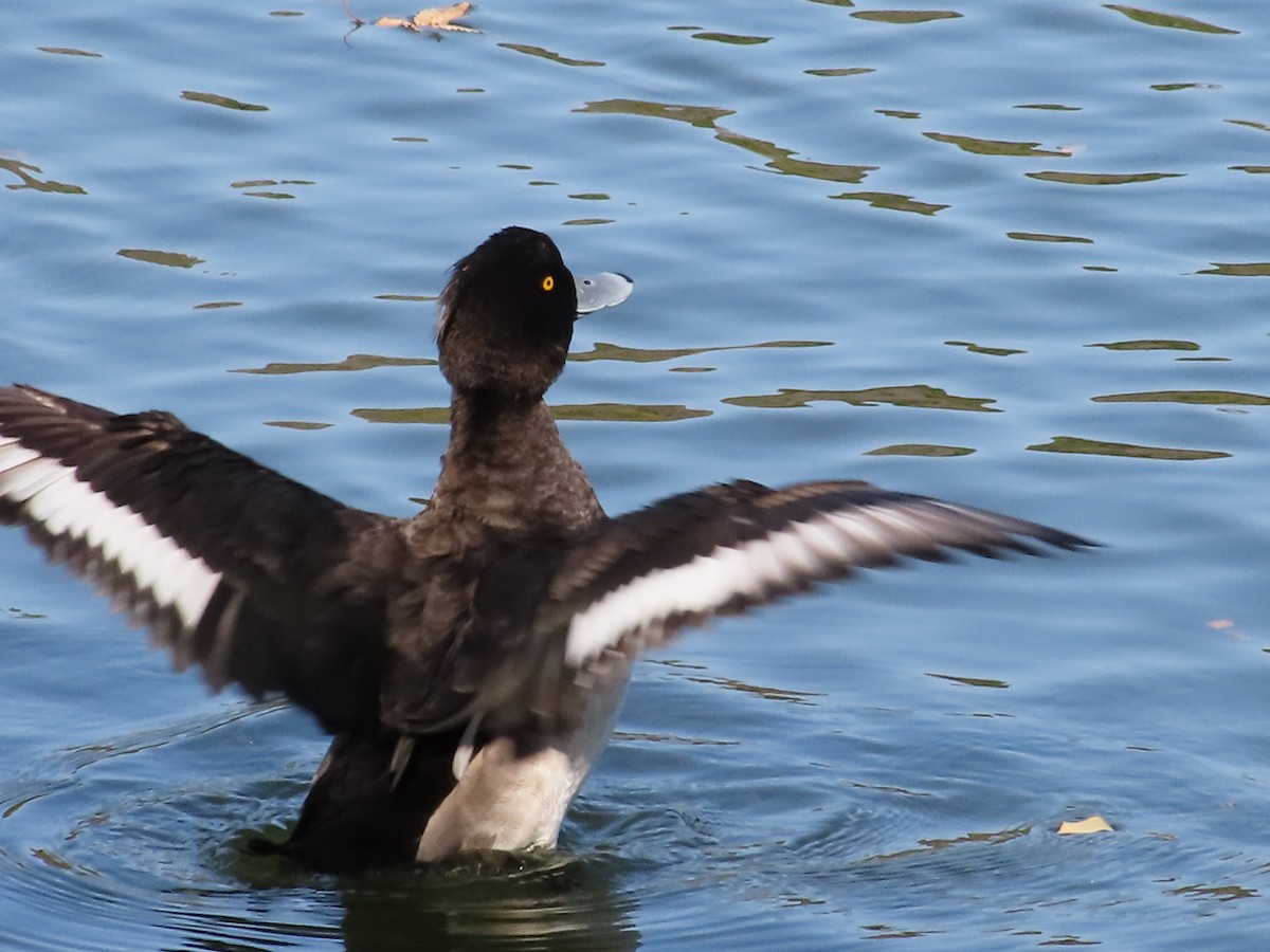 Tufted Duck - ML611685801