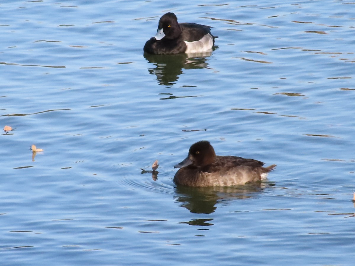 Tufted Duck - ML611685802