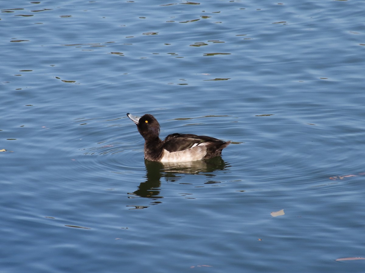 Tufted Duck - ML611685803