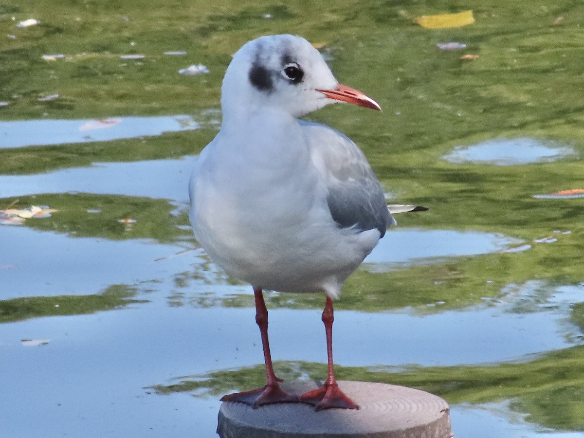 Mouette rieuse - ML611685817