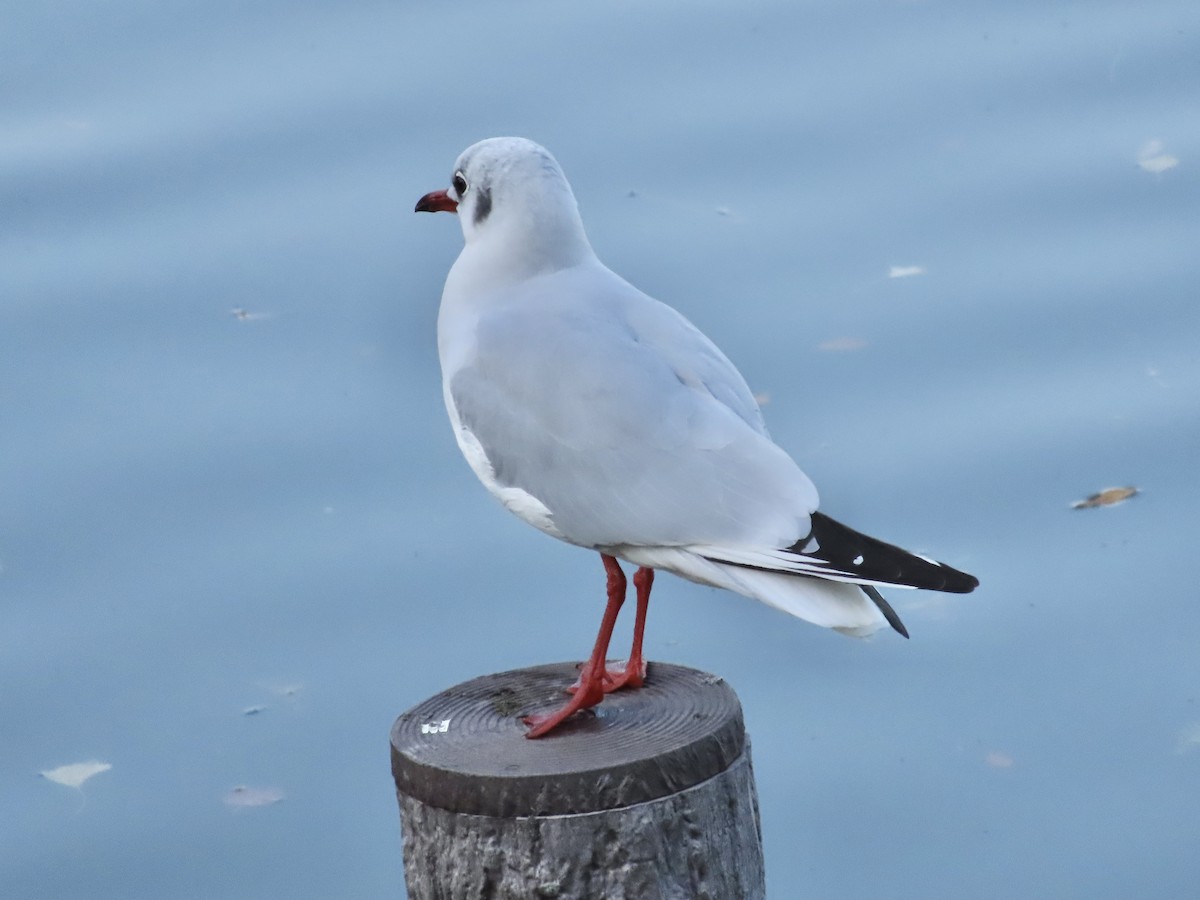 Mouette rieuse - ML611685818