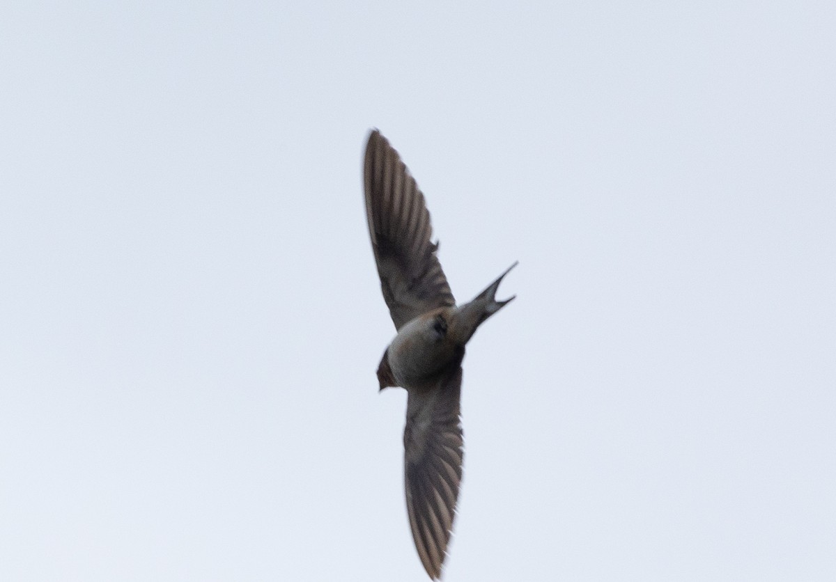 Barn Swallow (American) - ML611685911