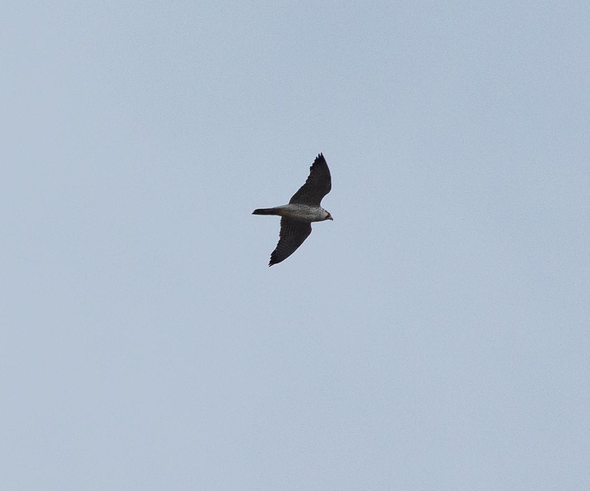 Peregrine Falcon (South American) - ML611685998