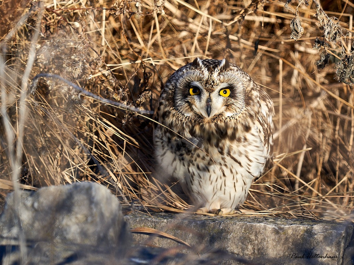 Short-eared Owl - ML611686124