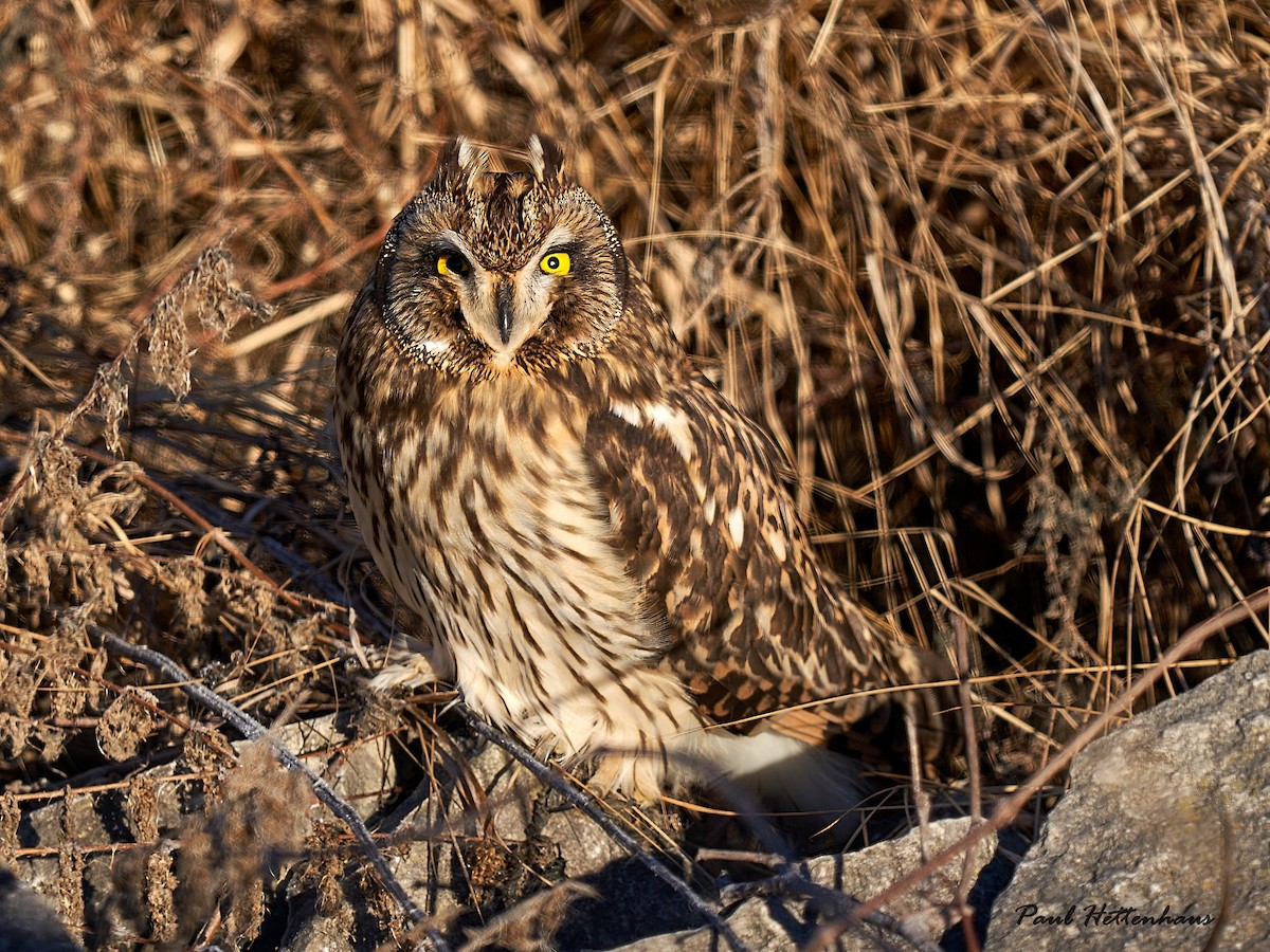 Short-eared Owl - ML611686125