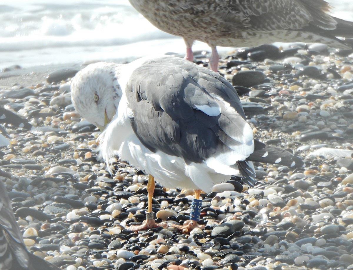 Lesser Black-backed Gull (intermedius) - ML611686213