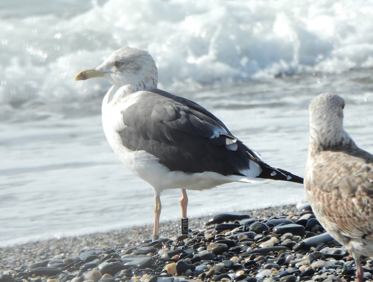 Lesser Black-backed Gull (intermedius) - ML611686214