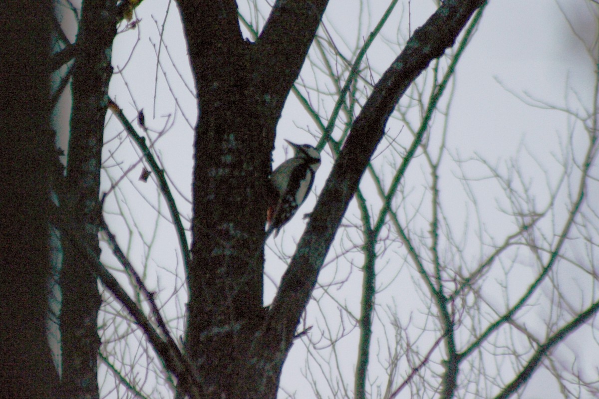 Great Spotted Woodpecker - ML611686358