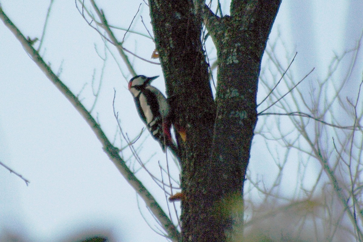 Great Spotted Woodpecker - ML611686361