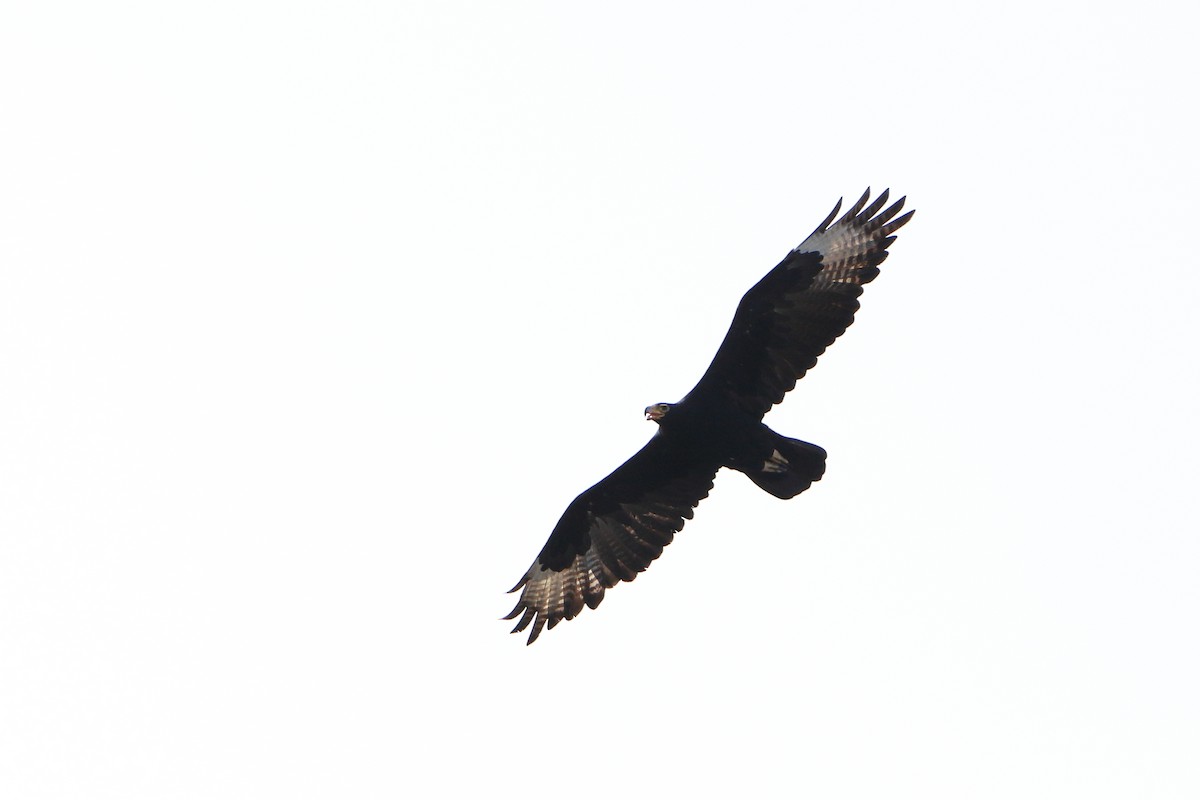 Verreaux's Eagle - ML611686367