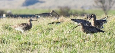 Eurasian Curlew - ML611686380