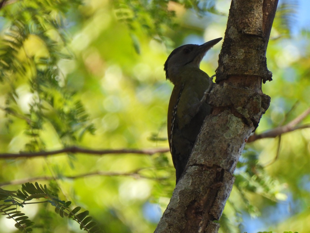 Gray-headed Woodpecker - ML611686385