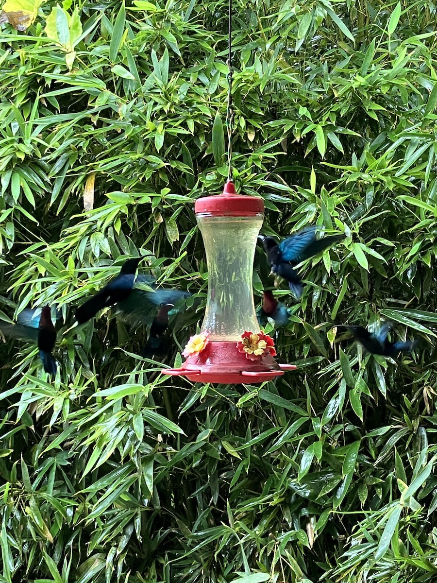 Purple-throated Carib - ML611686436