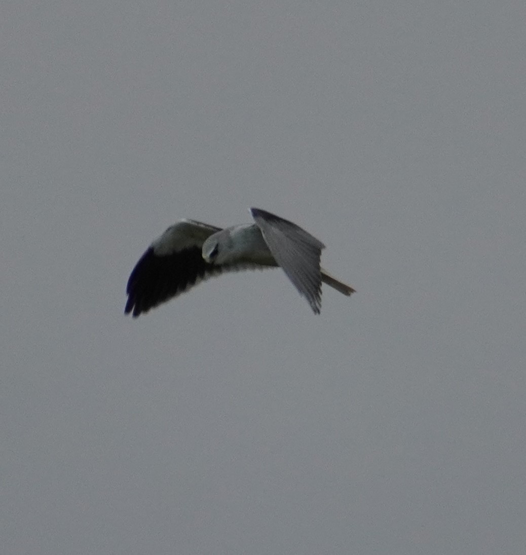 Black-winged Kite - ML611686455