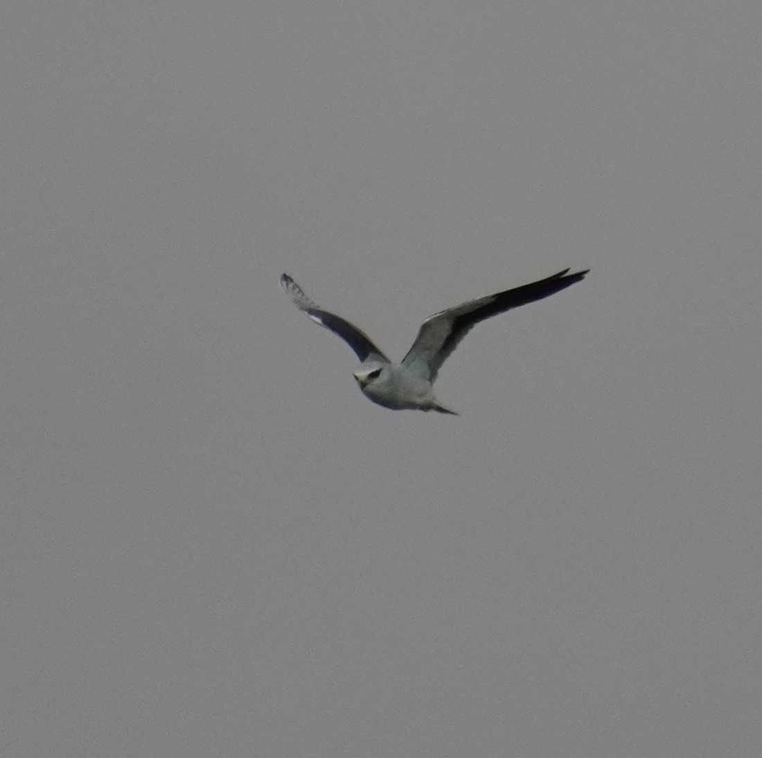 Black-winged Kite - ML611686460