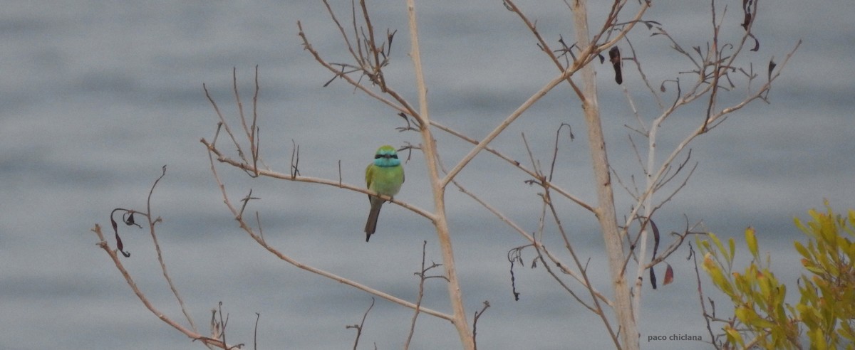 Arabian Green Bee-eater - ML611686466