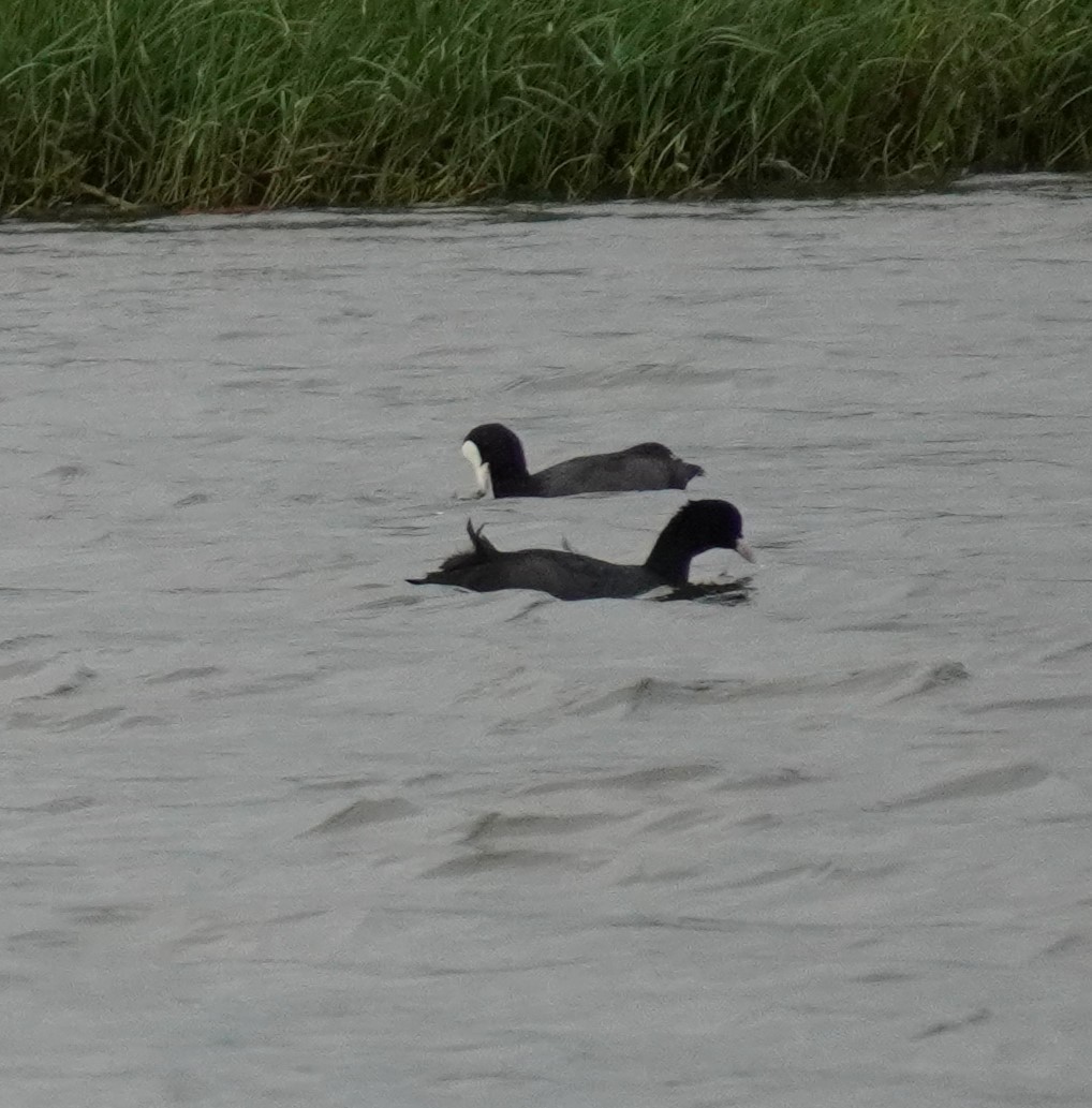 Eurasian Coot - ML611686471