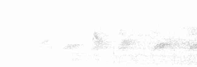 Kara Gerdanlı Ardıç - ML611686557
