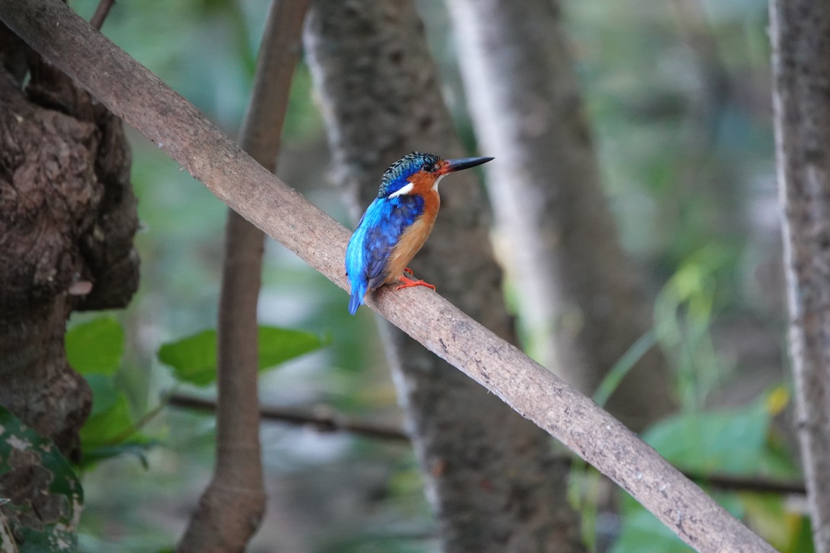 Malagasy Kingfisher - Steven Bond