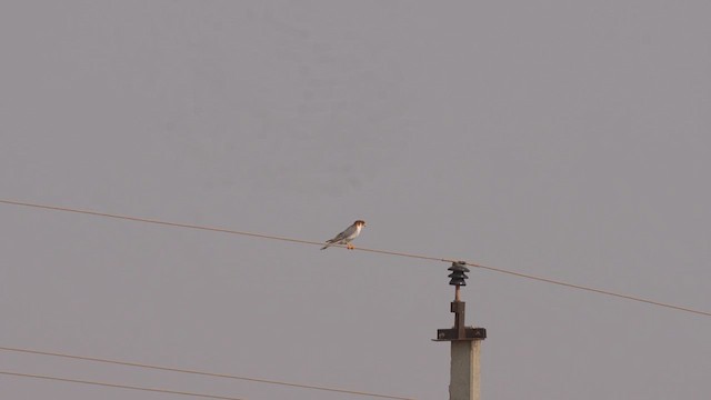 Red-necked Falcon - ML611686706