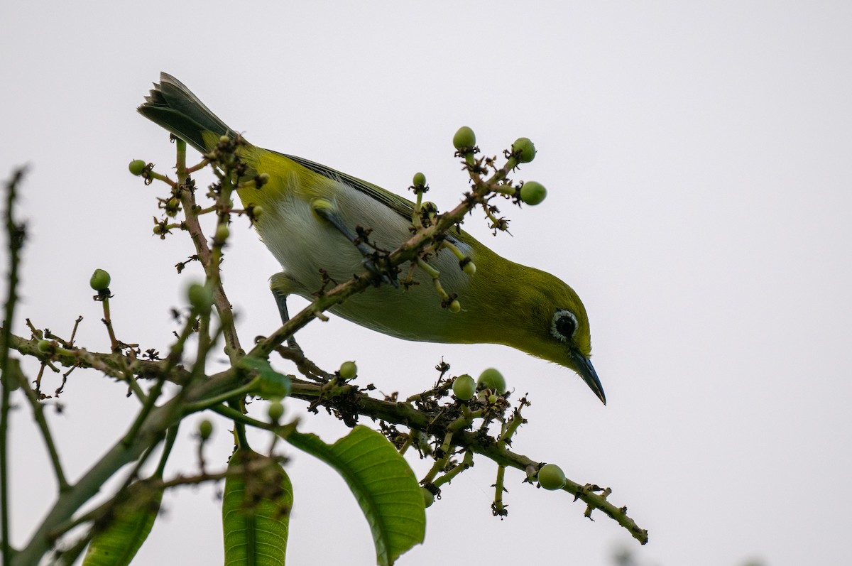 Lowland White-eye - Forest Botial-Jarvis