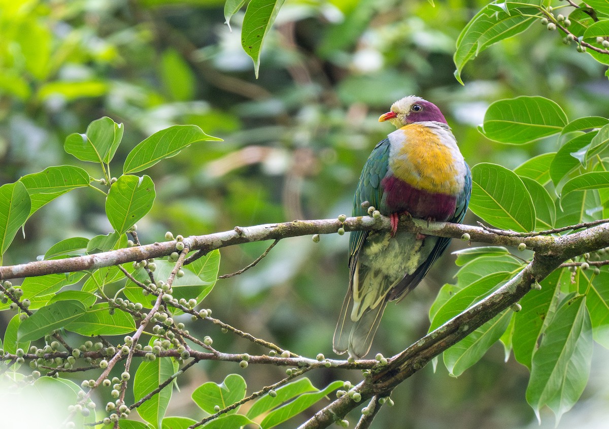 Yellow-breasted Fruit-Dove - ML611686949