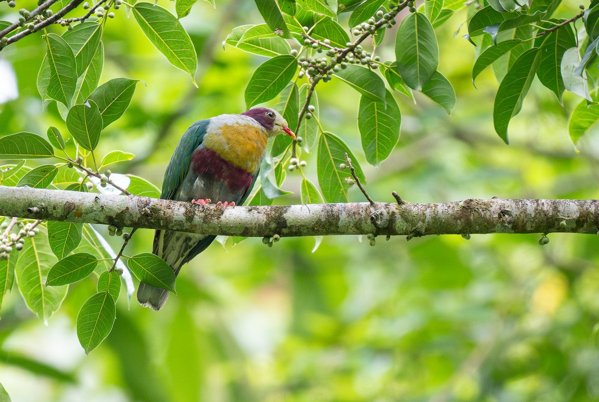 Yellow-breasted Fruit-Dove - ML611686950