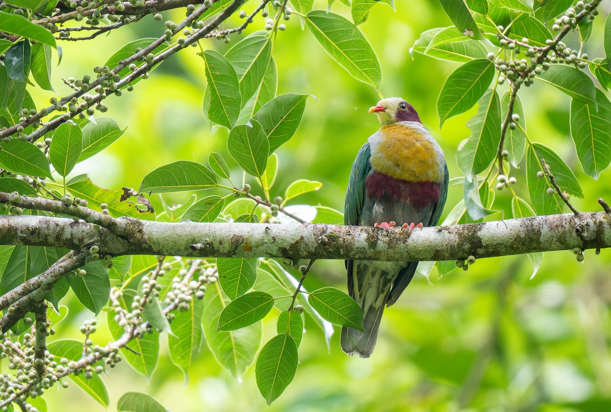 Yellow-breasted Fruit-Dove - ML611686951