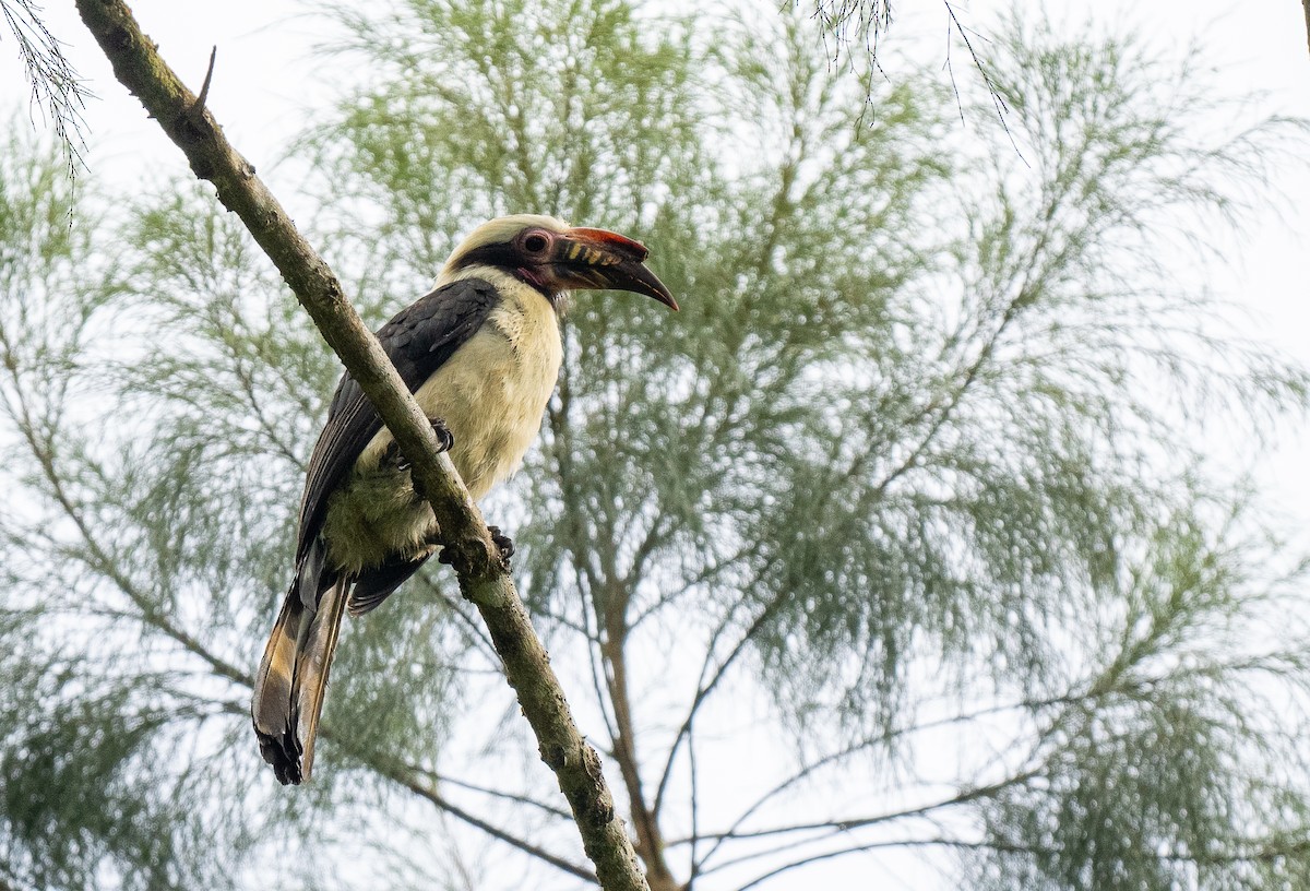 Luzon Hornbill - Forest Botial-Jarvis